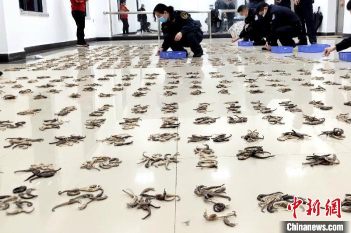 图为海关关员清点涉货物 黎爱华 摄