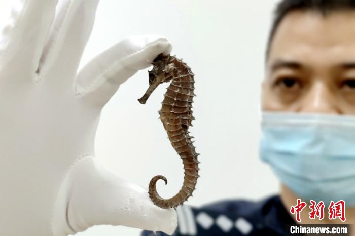 图为查获的海马干 黎爱华 摄