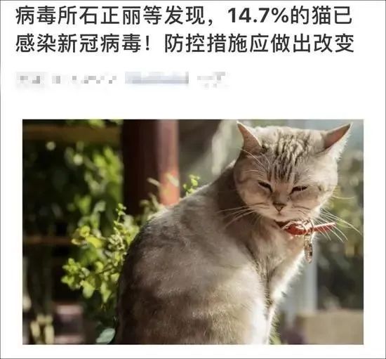 不敢相信!14.7%猫已感染新冠病毒?还会传染人?你更需要当心的是…