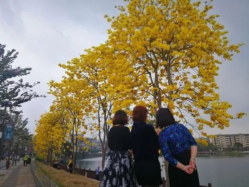 天天养生 ▏清明时节雨纷纷,养生以调肝除湿为首