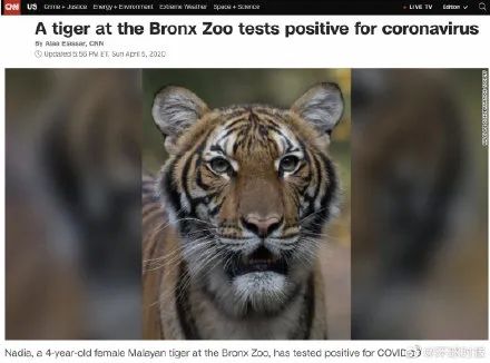 不敢相信!14.7%猫已感染新冠病毒?还会传染人?你更需要当心的是…