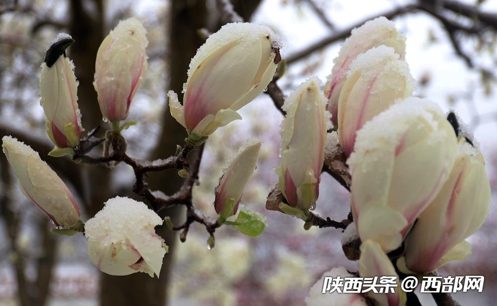 春天里的陕西丨陕西镇坪县:一场春雪,玉兰花尽显娇媚