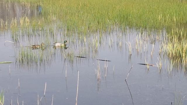 北京奥森湿地来了全球仅700只的青头潜鸭？专家