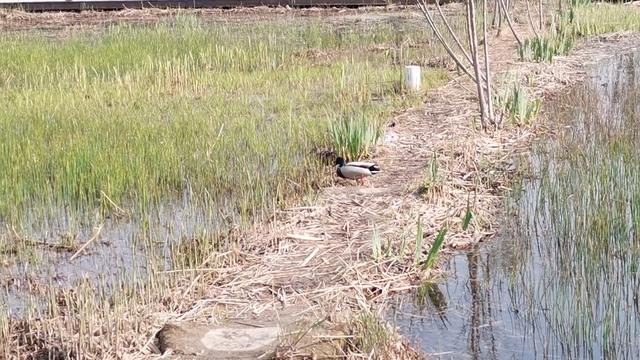 北京奥森湿地来了全球仅700只的青头潜鸭？专家