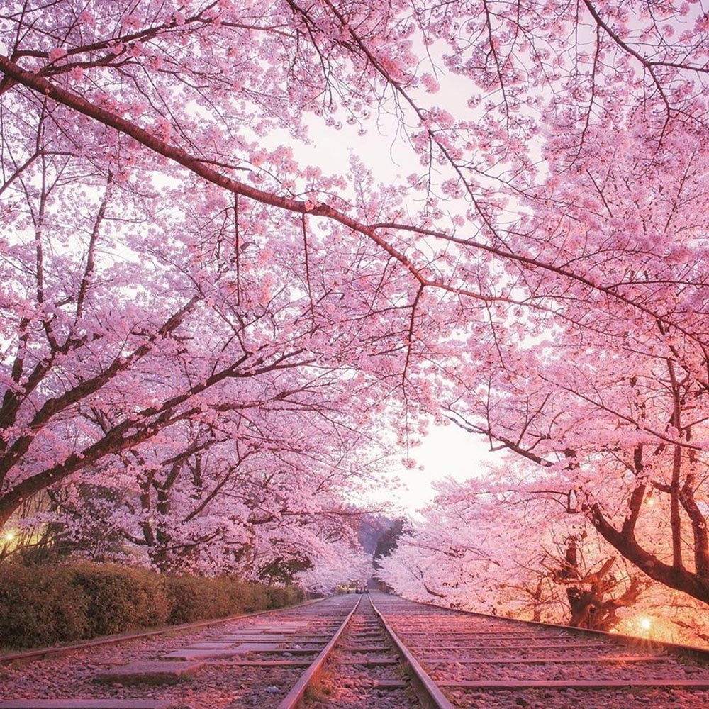 日本天气新闻频道已经在网上发布了数十个樱花的视频.