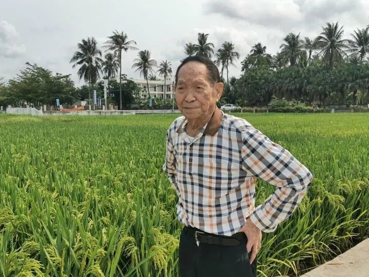 袁隆平在三亚南繁基地检察试验田。湖南杂交水稻研究中央供图