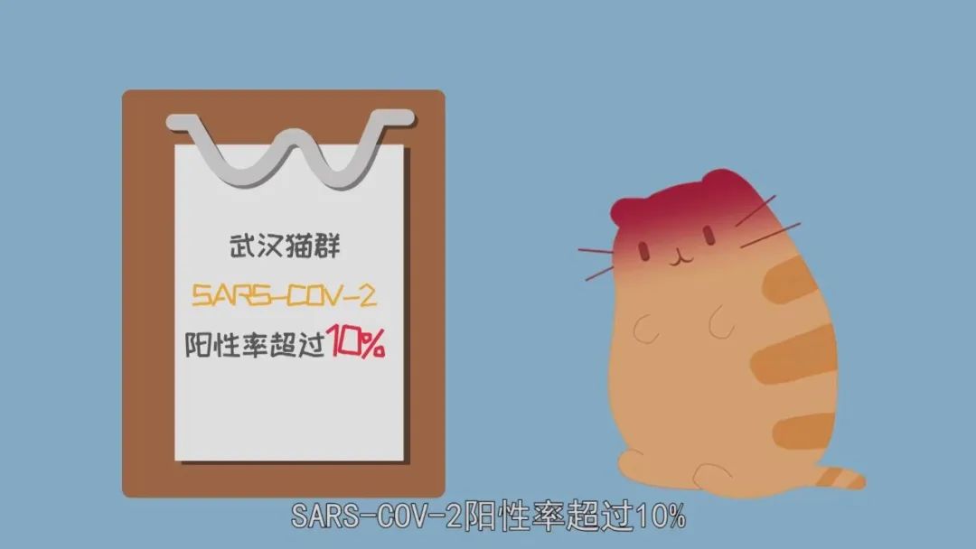 显示猫咪会感染新型冠状病毒,并提及武汉猫群sars-cov-2阳性率超过10%