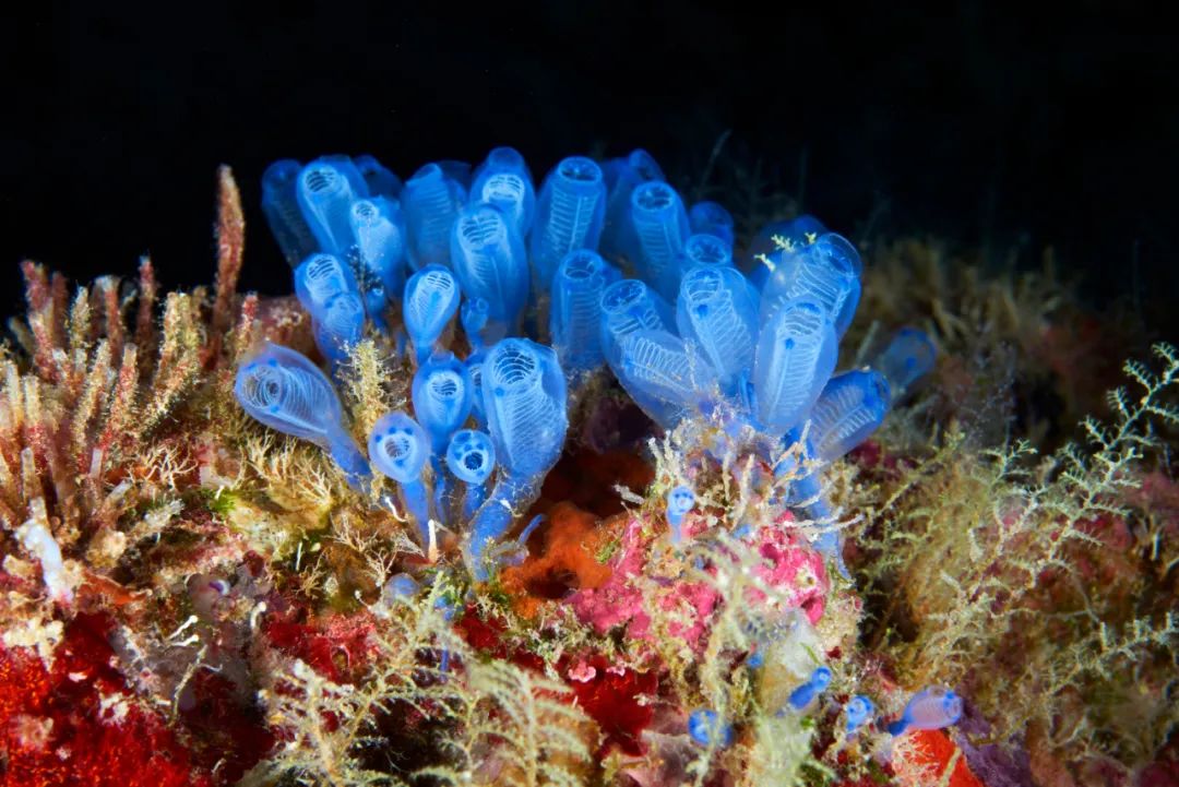 一鲸落,万物生 | 这位海洋生物学家,拍下深海最美的“花”