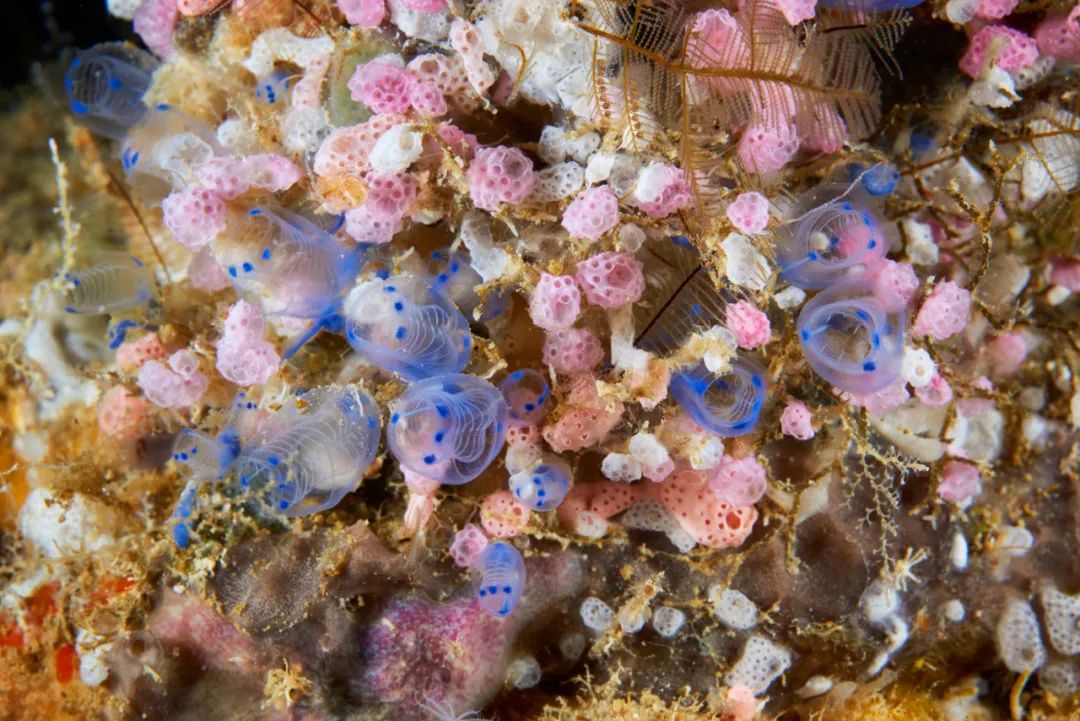 一鲸落,万物生 | 这位海洋生物学家,拍下深海最美的“花”