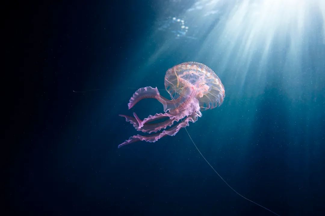 一鲸落,万物生 | 这位海洋生物学家,拍下深海最美的“花”