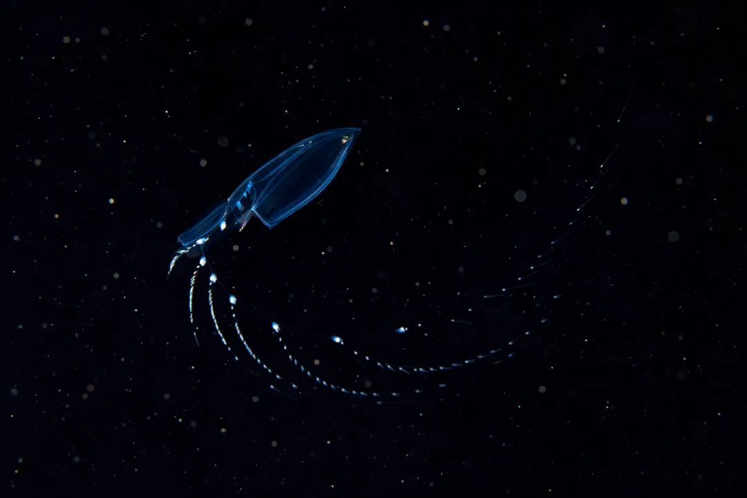 一鲸落,万物生 | 这位海洋生物学家,拍下深海最美的“花”