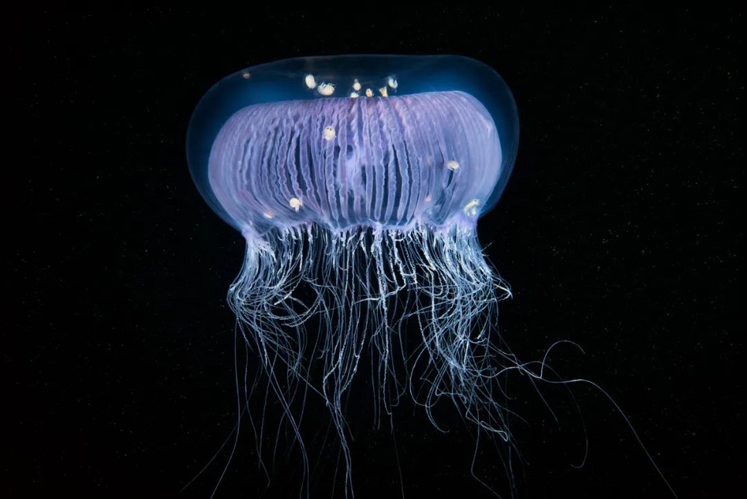 一鲸落,万物生 | 这位海洋生物学家,拍下深海最美的“花”