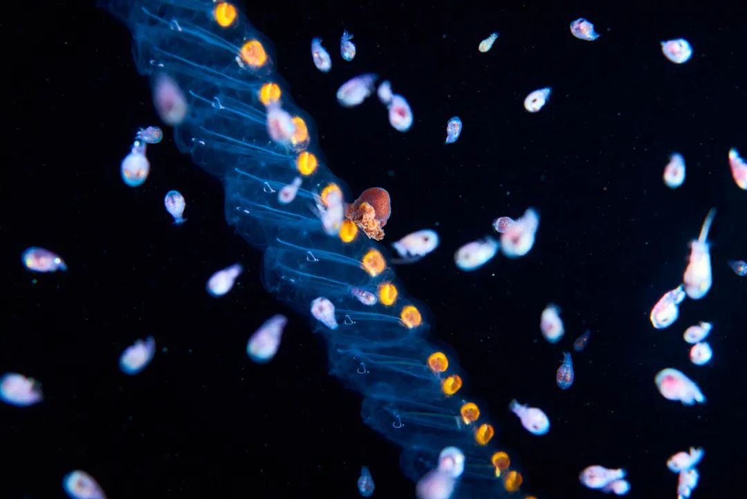 一鲸落,万物生 | 这位海洋生物学家,拍下深海最美的“花”