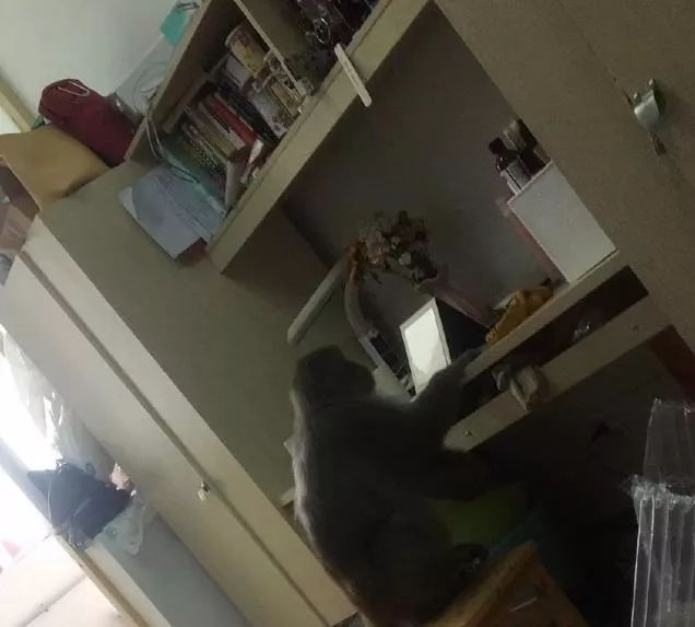 大王叫我来巡山,我去菜场解解馋!黔灵山小猴子天天踩着“饭点”来菜场……