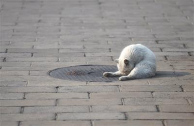 猫狗虎新冠检测呈阳性 专家称无证据动物传染给