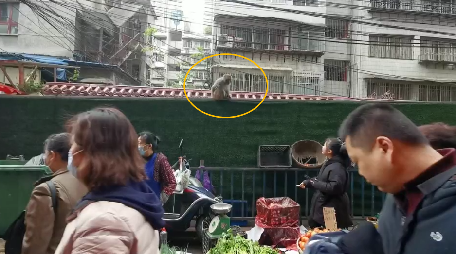 大王叫我来巡山,我去菜场解解馋!黔灵山小猴子天天踩着“饭点”来菜场……