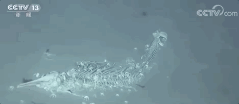 一鲸落,万物生 | 这位海洋生物学家,拍下深海最美的“花”