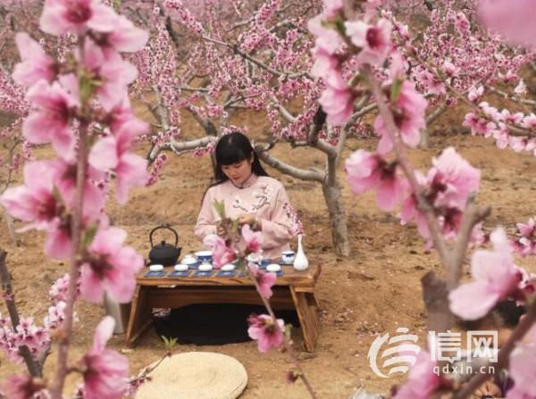 桃花源艺术节在西海岸新区开幕 市民可认领桃树