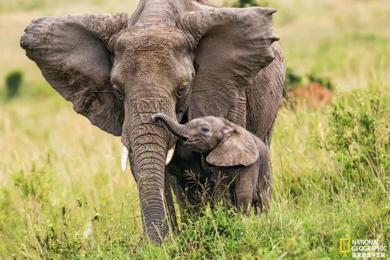 大象妈妈用鼻子帮助小象清除周围的障碍物,并把它们从坑里拉出来.