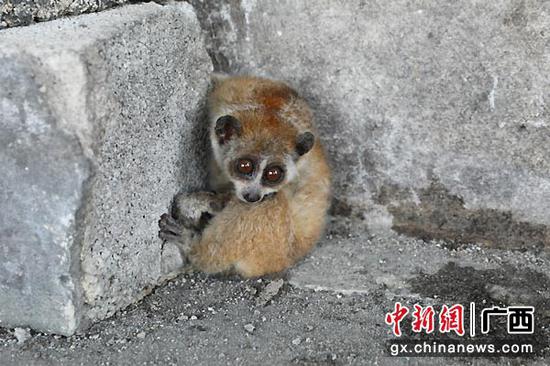 呆萌的蜂猴。