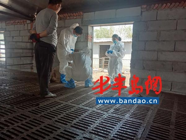 胶州:先打后补,养殖户获70余万畜禽疫苗补贴