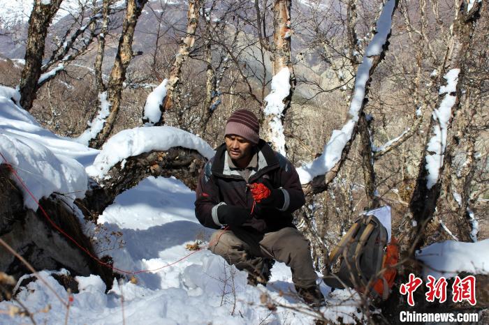  研究团队成员Shalik Ram Sigdel在尼泊尔Manang保护区开展糙皮桦杉树线样地调查。 科研团队 供图