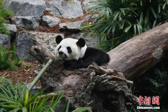 旅加大熊猫因疫情提前归国，网友：有一种“老母亲”的愉悦