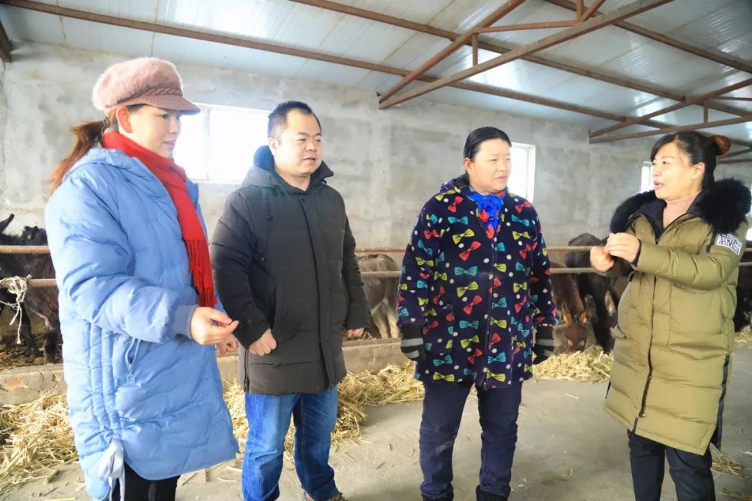 浑身上下都是宝,致富路上小奶驴“C”位出道