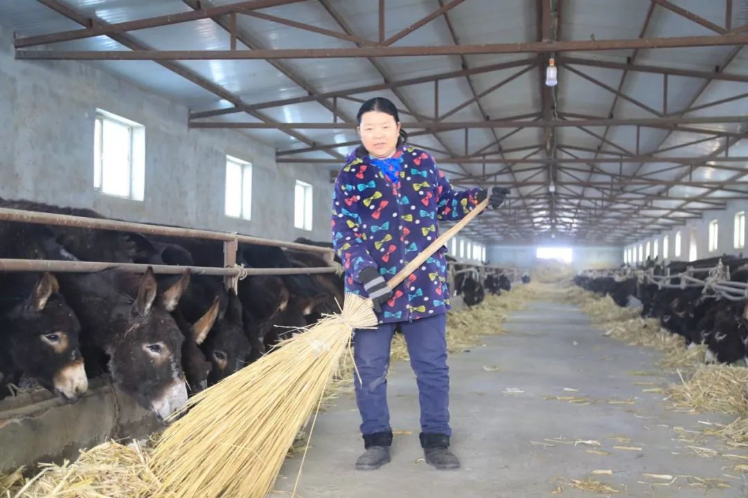 浑身上下都是宝,致富路上小奶驴“C”位出道