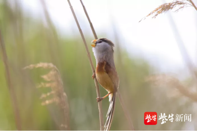 “鸟中大熊猫”在张家港市“定居”