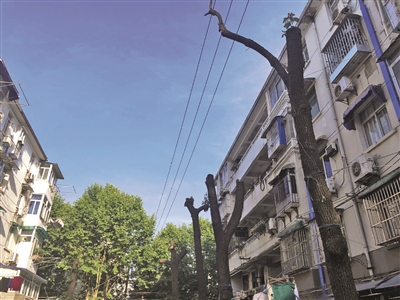 “一叶不留”可能要了大树的命！