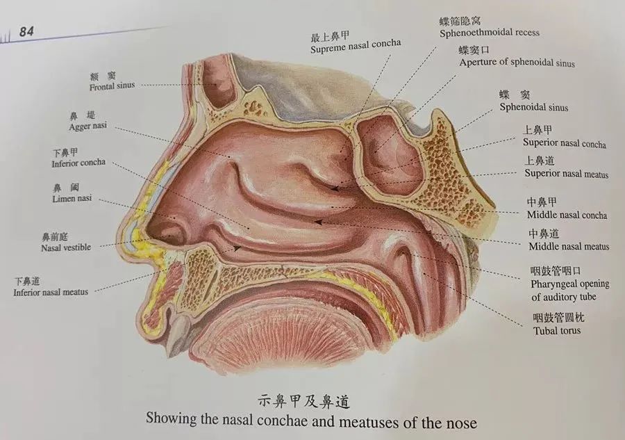 鼻前庭,鼻阈,上下鼻甲,中鼻道,下鼻道…… 覆盖的全是黏膜 解剖图的