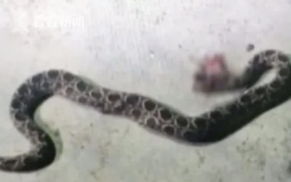 梦境解析,梦见两条黑蛇缠绕并咬伤自己 梦境解析,梦见两条黑蛇缠绕并咬伤自己