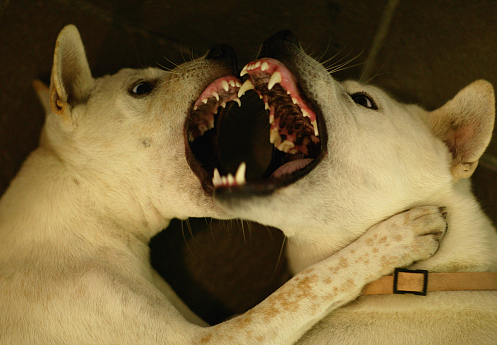 精彩,美国疾控中心和纳瓦罗撕起来了