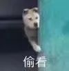 陈思诚刘昊然王宝强合作新片;诺兰《蝙蝠侠》三部曲香港重映