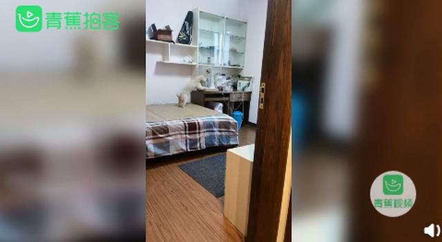新西兰小狗8个星期学会开车,还超有范儿!网友看完评论扎心了
