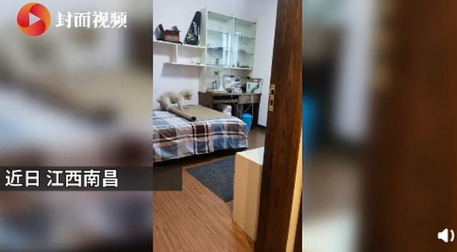 新西兰小狗8个星期学会开车,还超有范儿!网友看完评论扎心了