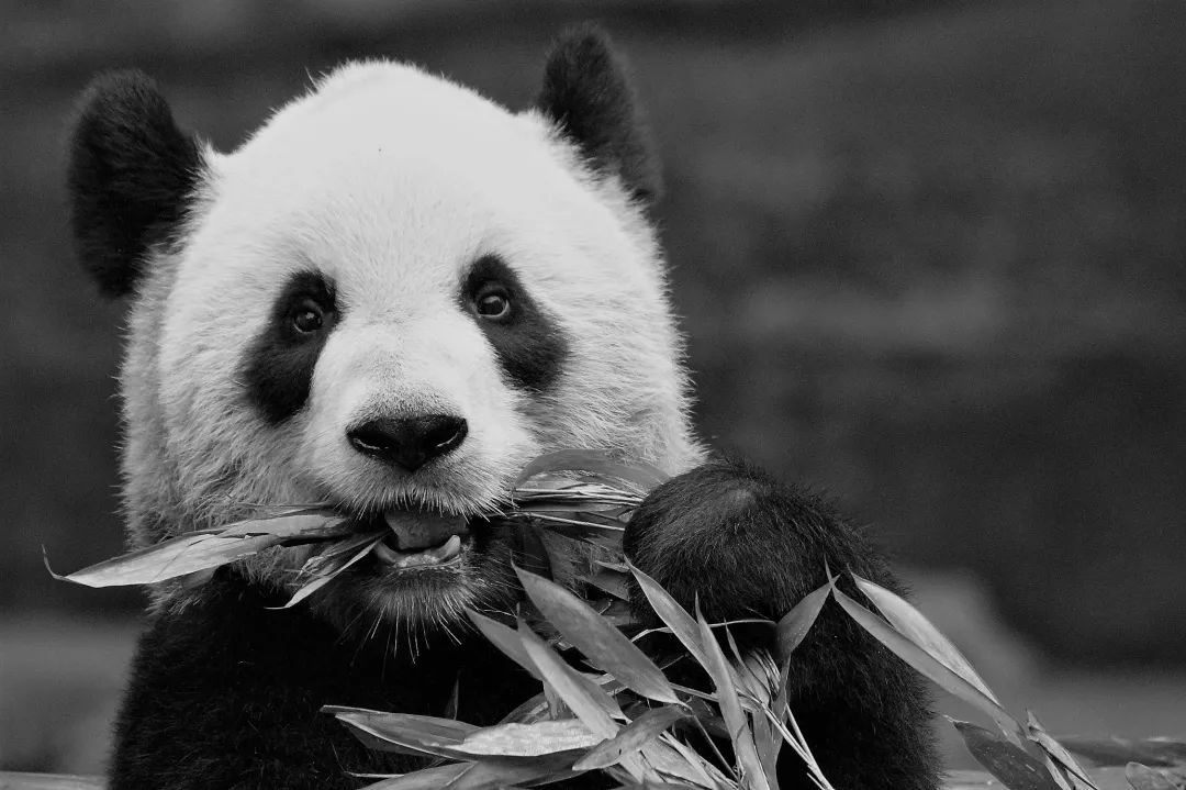 吃不到新鲜竹子,两只旅加大熊猫将提前3年回国