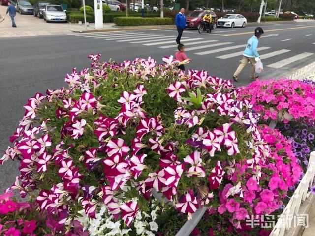 风景在路上:青岛海口路附近沿海一线鲜花拥簇