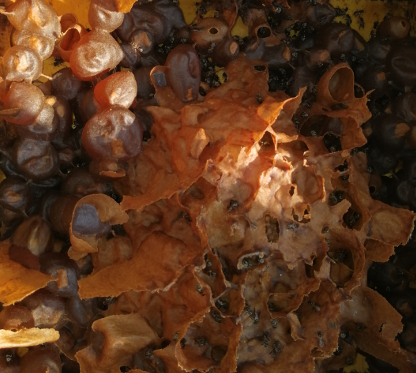 蜜蜂为什么不蜇养蜂的人 8a43-itzixrs2940203.png