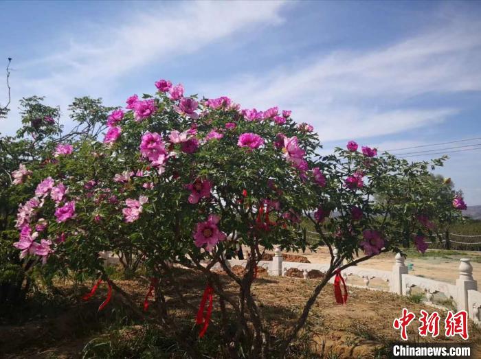 娄烦县向阳村百亩牡丹花开正艳,吸引久居家中的游客前往观赏、拍照留念。娄烦新闻中心供图