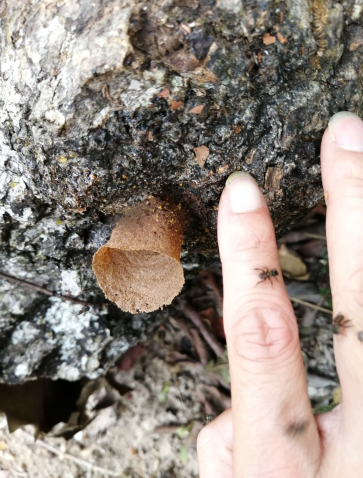 蜜蜂为什么不蜇养蜂的人 7624-itzixrs2940118.png