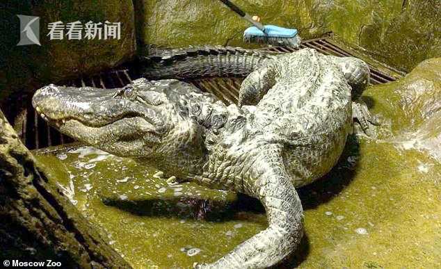 84岁老鳄鱼在莫斯科去世 曾躲过二战柏林大轰炸