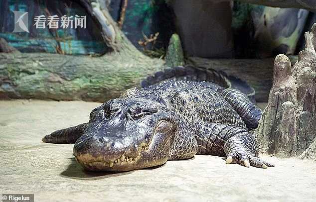 84岁老鳄鱼在莫斯科去世 曾躲过二战柏林大轰炸