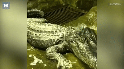 84岁老鳄鱼在莫斯科去世 曾躲过二战柏林大轰炸