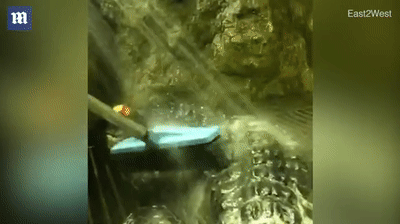 84岁老鳄鱼在莫斯科去世 曾躲过二战柏林大轰炸