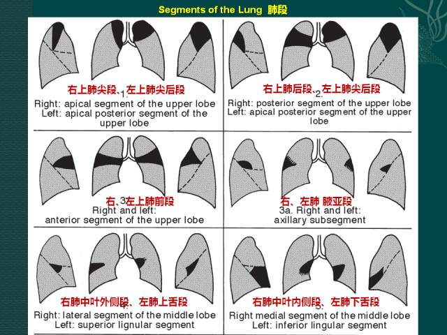 一文读懂肺叶,肺段分布 初学者必备