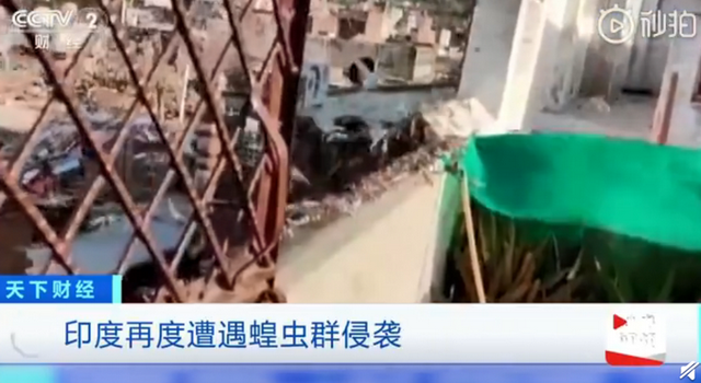 雪上加霜：印度疫情最严重时 蝗灾又来了！