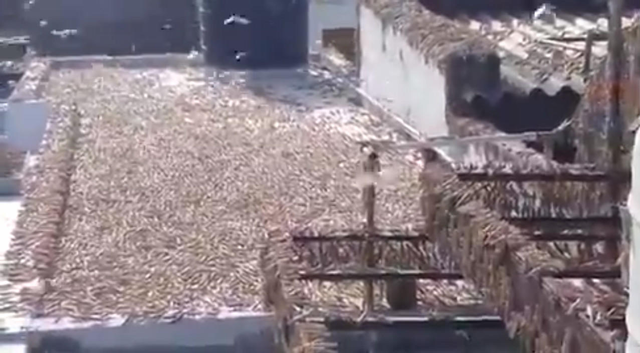 当地的居民楼屋顶上布满了蝗虫。今日俄罗斯视频截图