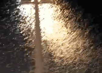 家里蟑螂成灾?是时候介绍真正的灭蟑技术了!